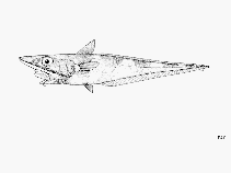 To FishBase images (<i>Coelorinchus longicephalus</i>, by FAO)