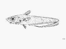 To FishBase images (<i>Coelorinchus macrochir</i>, by FAO)