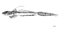 To FishBase images (<i>Callionymus margaretae</i>, by FAO)