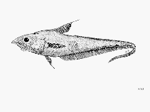 To FishBase images (<i>Coelorinchus marinii</i>, by FAO)