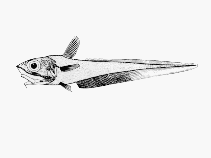 To FishBase images (<i>Coelorinchus matamua</i>, by CSIRO)