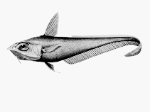 Image of Coelorinchus mirus (Gargoyle fish)
