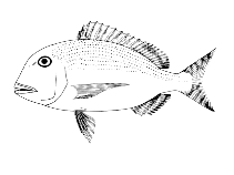 To FishBase images (<i>Calamus mu</i>, Brazil, by Menezes, N.A./Figueiredo, J.L.)