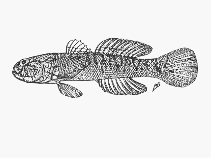 To FishBase images (<i>Caffrogobius natalensis</i>, South Africa, by SFSA)