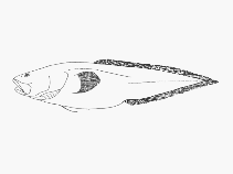 To FishBase images (<i>Cataetyx niki</i>, by SFSA)
