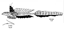 To FishBase images (<i>Callionymus ogilbyi</i>, Australia, by Fricke, R.)
