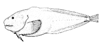 To FishBase images (<i>Careproctus oregonensis</i>, Canada, by Canadian Museum of Nature, Ottawa, Canada)
