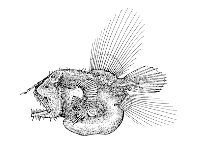 To FishBase images (<i>Caulophryne polynema</i>, Cape Verde, by Reiner, F.)