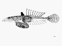 To FishBase images (<i>Callionymus sagitta</i>, Cambodia, by FAO)
