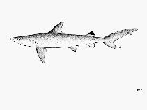 To FishBase images (<i>Carcharhinus sealei</i>, by FAO)
