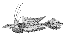 To FishBase images (<i>Callionymus sublaevis</i>, by FAO)