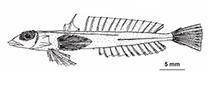 Image of Centrodraco atrifilum 