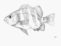 To FishBase images (<i>Centrarchops chapini</i>, by FAO)