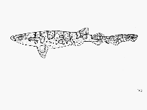 Image of Cephaloscyllium fasciatum (Reticulated swellshark)