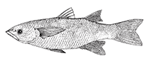 To FishBase images (<i>Cestraeus goldiei</i>, by FAO)