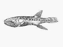 To FishBase images (<i>Cetomimus indagator</i>, by SFSA)