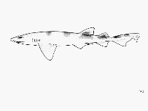 Image of Cephaloscyllium sufflans (Balloon shark)