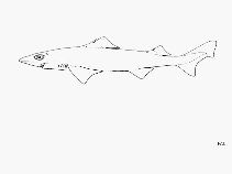 Image of Centrophorus tessellatus (Mosaic gulper shark)