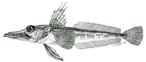To FishBase images (<i>Channichthys aelitae</i>, Antarctica, by Shandikov, G.A.)