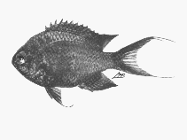 To FishBase images (<i>Chromis agilis</i>, by SFSA)