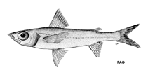 To FishBase images (<i>Chlorophthalmus atlanticus</i>, by FAO)