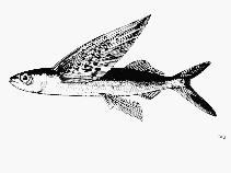 Image of Cheilopogon atrisignis (Glider flyingfish)