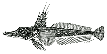To FishBase images (<i>Channichthys bospori</i>, Antarctica, by Shandikov, G.A.)
