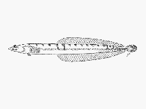 To FishBase images (<i>Chalixodytes chameleontoculis</i>, Seychelles, by SFSA)