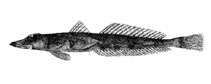 Image of Chrionema chryseres 
