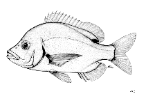 To FishBase images (<i>Chrysoblephus cristiceps</i>, by FAO)
