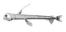 To FishBase images (<i>Chauliodus danae</i>, Canada, by Canadian Museum of Nature, Ottawa, Canada)