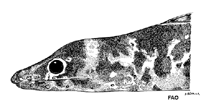 To FishBase images (<i>Chlopsis dentatus</i>, by FAO)