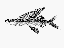 Image of Cheilopogon dorsomacula (Backspot flyingfish)