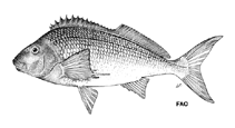 To FishBase images (<i>Chirodactylus grandis</i>, by FAO)