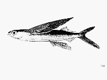 Image of Cheilopogon hubbsi (Blotchwing flyingfish)