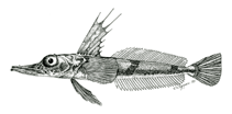 To FishBase images (<i>Channichthys irinae</i>, Antarctica, by Shandikov, G.A.)