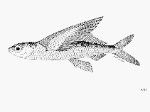 To FishBase images (<i>Cypselurus katoptron</i>, Sri Lanka, by FAO)