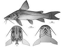 To FishBase images (<i>Chrysichthys laticeps</i>, by Risch, L.)