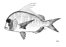 To FishBase images (<i>Chrysoblephus lophus</i>, by FAO)
