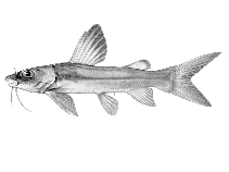 To FishBase images (<i>Chrysichthys macropterus</i>, Angola, by Mertens, P.)