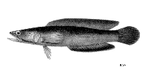 Image of Channa melasoma (Black snakehead)