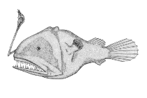 To FishBase images (<i>Chaenophryne melanorhabdus</i>, Canada, by Canadian Museum of Nature, Ottawa, Canada)