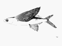 To FishBase images (<i>Cypselurus milleri</i>, by FAO)