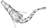 Image of Chionodraco myersi (Myers\