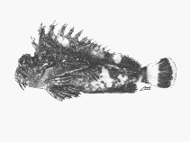To FishBase images (<i>Choridactylus natalensis</i>, South Africa, by SFSA)