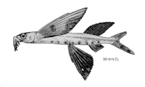 To FishBase images (<i>Cheilopogon pinnatibarbatus japonicus</i>, by American Society of Ichthyologists and Herpetologists)