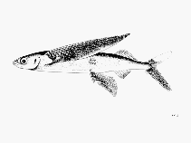 To FishBase images (<i>Cypselurus pinnatibarbatus</i>, by FAO)