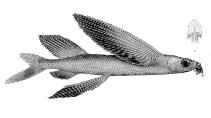 To FishBase images (<i>Cheilopogon pinnatibarbatus altipennis</i>, by Welter-Schultes, F.)