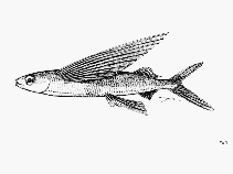 Image of Cheilopogon californicus (California flyingfish)
