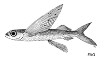 To FishBase images (<i>Cheilopogon pitcairnensis</i>, by FAO)